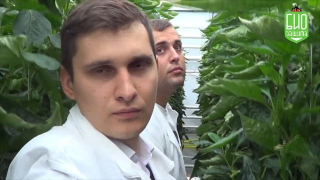 Защита ?️ перца?️ от ТРИПСА и других вредителей - Реальный опыт ООО Эдем Ф смотреть онлайн