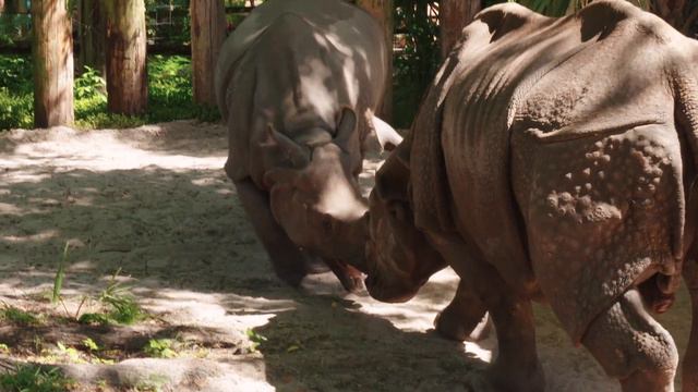 Secrets of the Zoo: Tampa - Preview Airing Sunday, 1/19/2020 смотреть онлайн