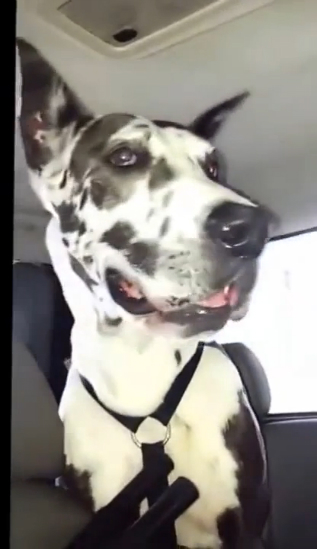 Пёс на автомойке смотреть онлайн