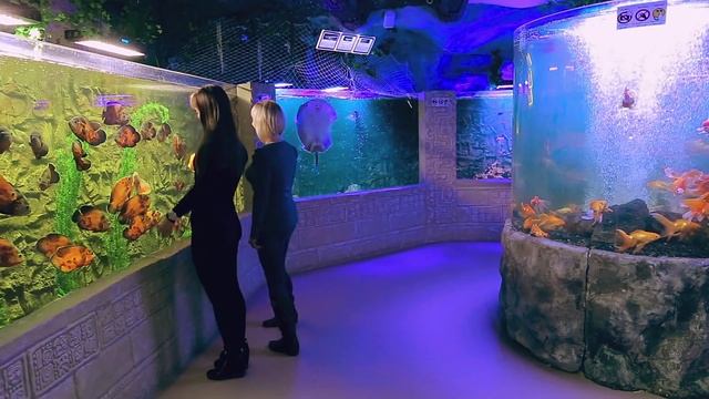 Киевский океанариум (Oceanarium in Kiev) смотреть онлайн