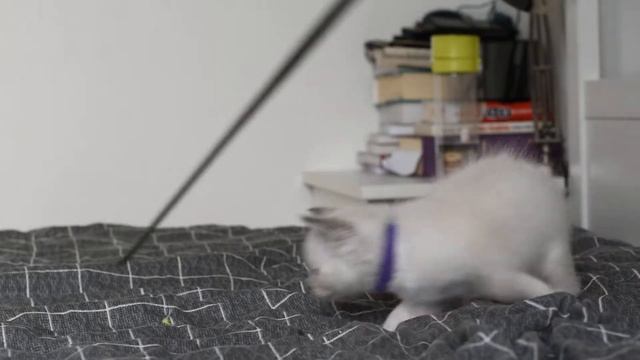 Neva Masquerade - Docker Bałałajka*Pl смотреть онлайн