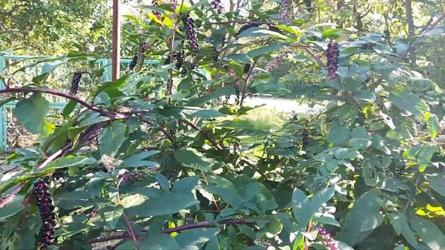 Что это за растение растет в октябре, кто знает?