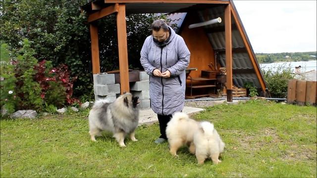 КЕЕСХОНД ПИТОМНИК АЛМАЗНЫЙ ИСТОЧНИК смотреть онлайн