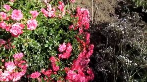 Почвовокровная роза Роди