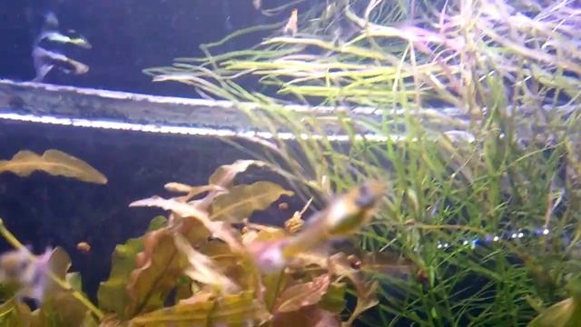 Растительный аквариум на 300 литров смотреть онлайн