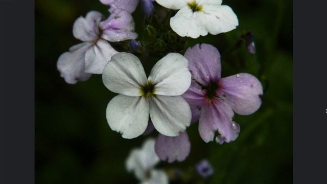 Фотоработы от подписчиков Часть 3! смотреть онлайн