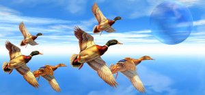 Вечерняя охота на утку! Манок работает-утки падают! Охота 2021!