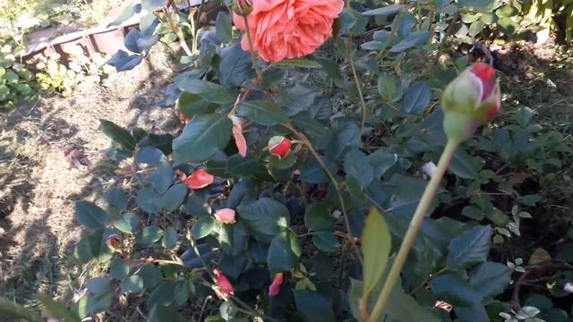 Роза Остина "Саммер Сонг " - настоящая песня лета! смотреть онлайн