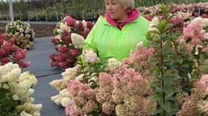 Гортензия метельчатая Сандей Фрейз