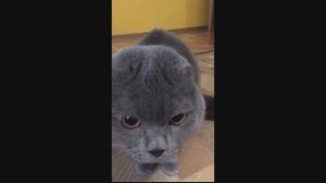 Коты говорят на «русском»)))