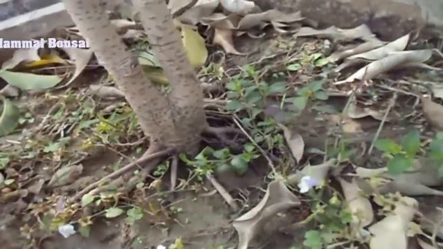 The Basics of Bonsai - Episode 2 /Bonsai From Nursery Stock/नर्सरी पौधों से बोन्साई // Mammal Bonsa смотреть онлайн