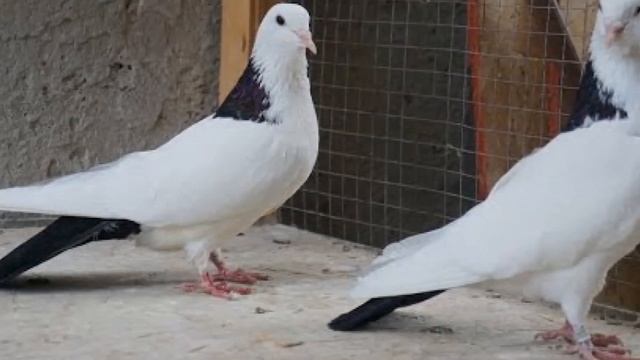 Бакинские бойные голуби особенности и описание породы смотреть онлайн