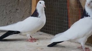 Бакинские бойные голуби особенности и описание породы