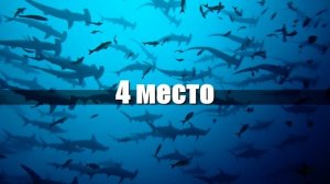 САМЫЕ БОЛЬШИЕ АКУЛЫ / ТОП 10 / 10 самых больших акул в мире. МЕГА АКУЛЫ,