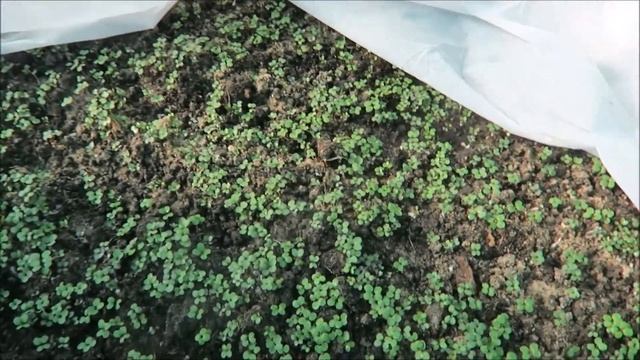 Огород - установка парников, энзимы, пересадка томатов, первые цветы / Garden 2018 06 смотреть онлайн