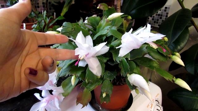 My Schlumbergera truncata in beautiful white Bloom - Thanksgiving Cactus смотреть онлайн