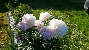 Пион Сара Бернар цветение 2022 год #позднийпион,#пионСараБернар,#розовыйпион