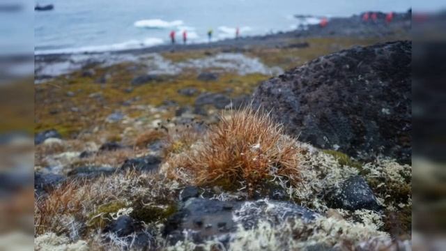 Что такое Арктика? смотреть онлайн