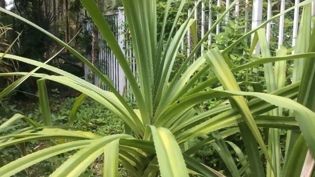 Pandanus Utilis/ ?? Pandanus Odoratissimus