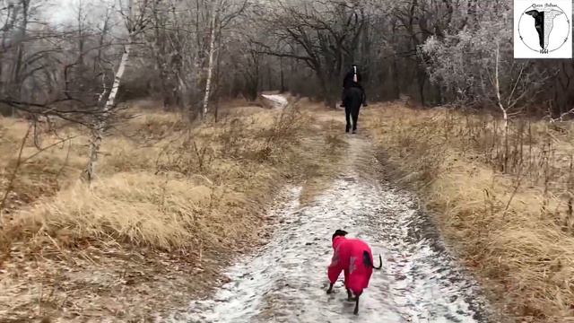 Левретка. Питомник GRAZIA ITALIANA Italienisches Windspiel., Italian greyhound. Iggy. смотреть онлайн