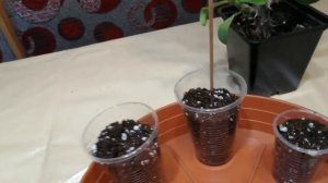 Молочай Миля. Сажаем черенки.