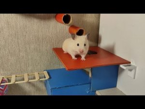 Шустрый сирийский хомячок проходит супер сложные испытания - хитрый грызун на полосе препятствий.
