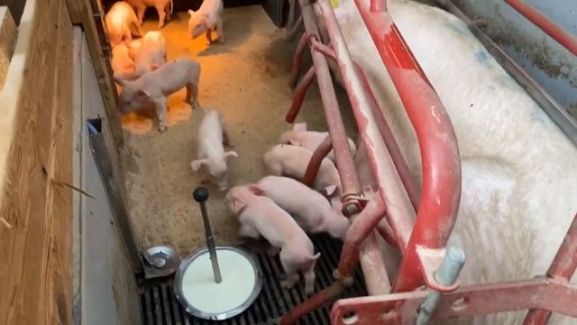 Раздаём молоко/ Milk for little pigs смотреть онлайн