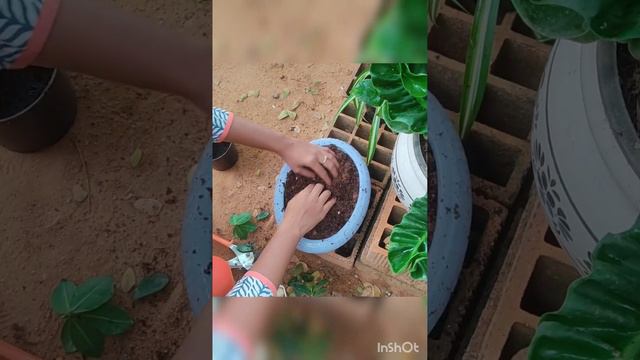 Repotting of Bonsai | Ginseng Ficus |Floriculture | Shrutidevi Math смотреть онлайн