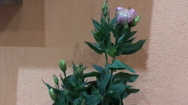 ?ЭУСТОМА?украшение моего окна?Обзор моих комнатных цветов? смотреть онлайн