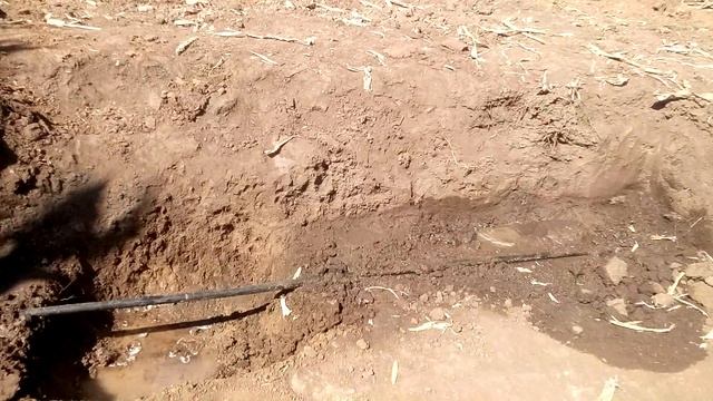 Подземный капельный полив на кукурузе.