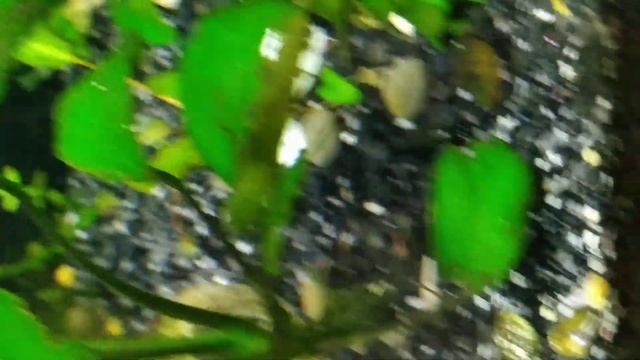 гниение криптокорины! лечение и профилактика криптокориновой болезни у криптокорины смотреть онлайн