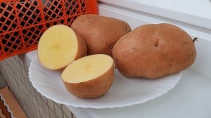 Картофель БЕЛЛАРОЗА - замечательный сорт