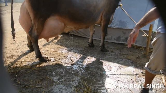 Best jersey cow in the world смотреть онлайн