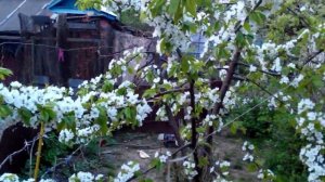 Проблемы с опылением?  Простой народный метод. Экспериментируем вместе.