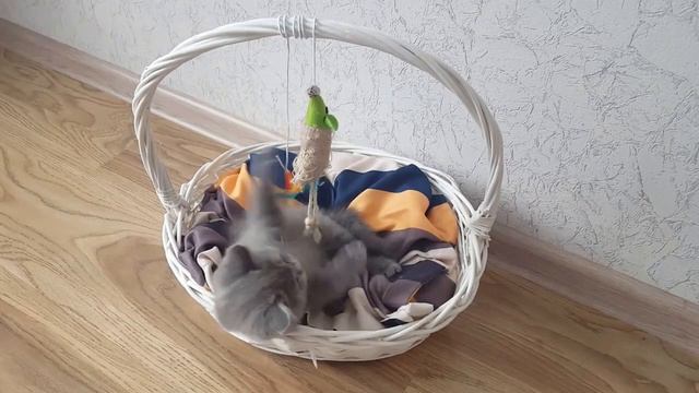 Кот Шерри играет и спит в корзинке / Дневник кота #2 смотреть онлайн