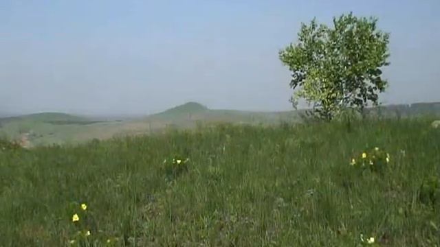 Цветочный ковер степи смотреть онлайн