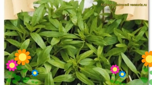 Чабер садовый Гном. Краткий обзор, описание характеристик, где купить семена thymus Gnom смотреть онлайн