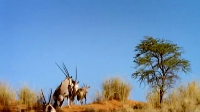 WORLD’S FASTEST ANIMALS FAIL! Mother Gemsbok Take Down Cheetah With Horns - Wildebeest vs Cheetah смотреть онлайн