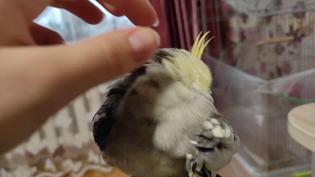как правильно научить говорить попугая кореллу??? смотреть онлайн