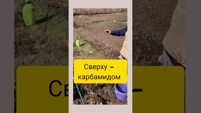 Выпуск#2 - Опрыскивание и подкормка смородины и крыжовника, ранней весной #крыжовник #смородина#дач смотреть онлайн