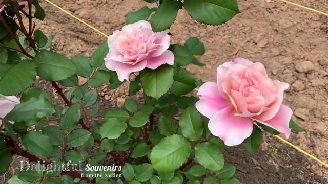 Distant Drums | Dramatic Multi-toned Roses (Rosa; Shrub; Zone 4)
