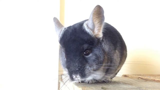 Regal Black Velvet Chinchilla смотреть онлайн