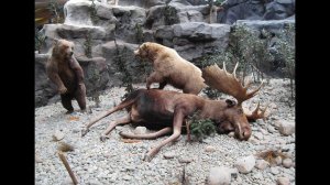 Медведь напал на лося