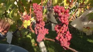 Лепсна виноград со вкусом личи. Урожай 2019