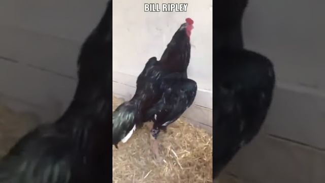 shamo Aseel Rooster Bill Ripley collection 5oo3 new breed смотреть онлайн