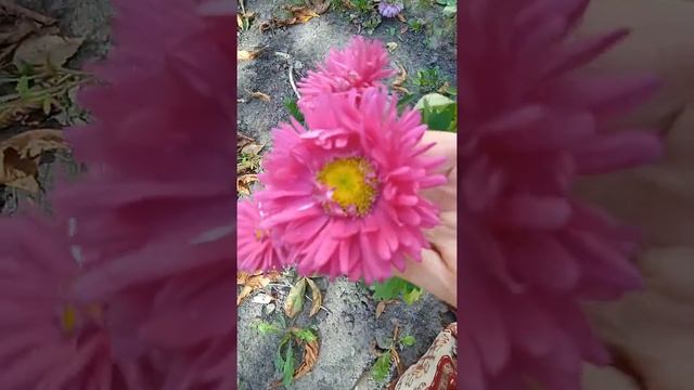 Астры, цветы сентября, розовые астры #shorts смотреть онлайн