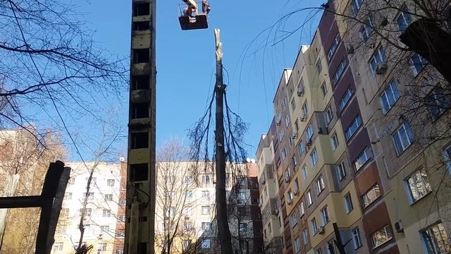 Пильшики пилят дерево на подвязах !!!