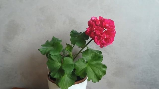 Fée Cerise Polina - стандартная зональная пеларгония. смотреть онлайн