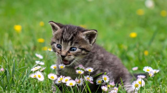 Cute Kitten HD 1080p wallpapers | Download Link included | Latest wallpapers 2021 смотреть онлайн