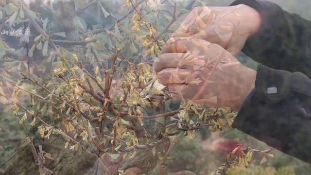 How to cultivate Elaeagnus elegans to have many leaves and small flowers胡頹子怎樣培育才會花多葉小型好 смотреть онлайн